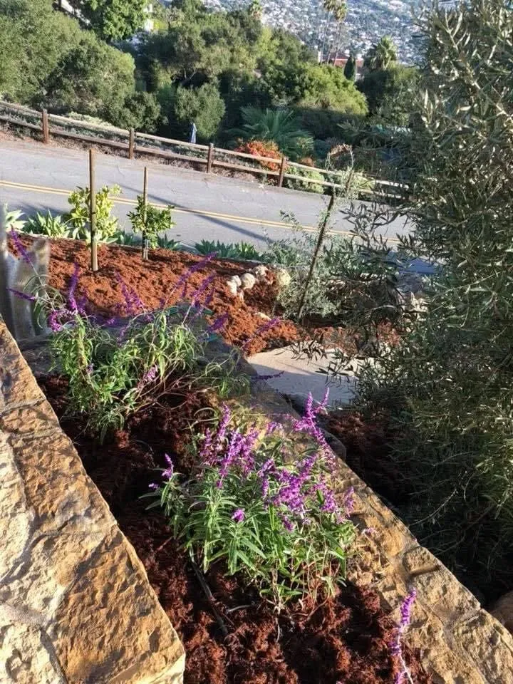 Custom landscape installation in Ventura, CA - Mendozas Landscapes