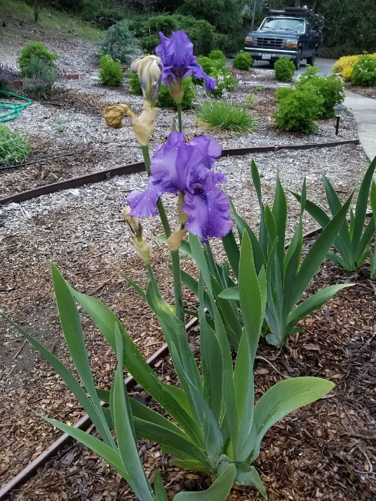 Trusted garden landscaping in San Jose, CA - Mendoza's Landscaping