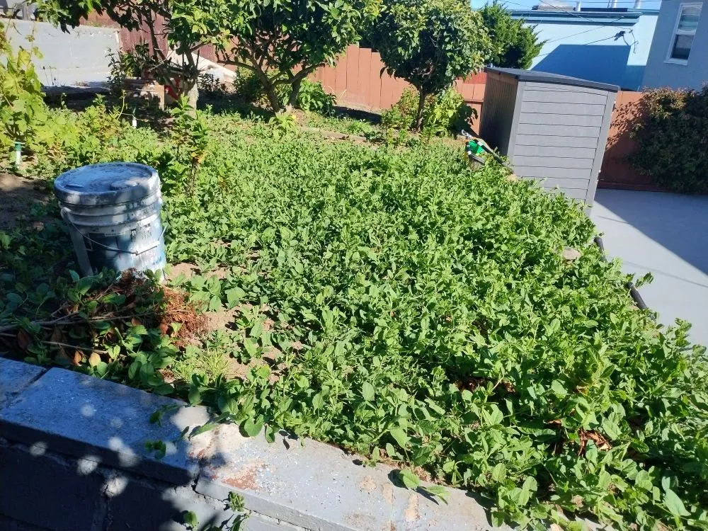 Top-rated residential landscaping in San Francisco, CA - Mendoza's Landscaping Services