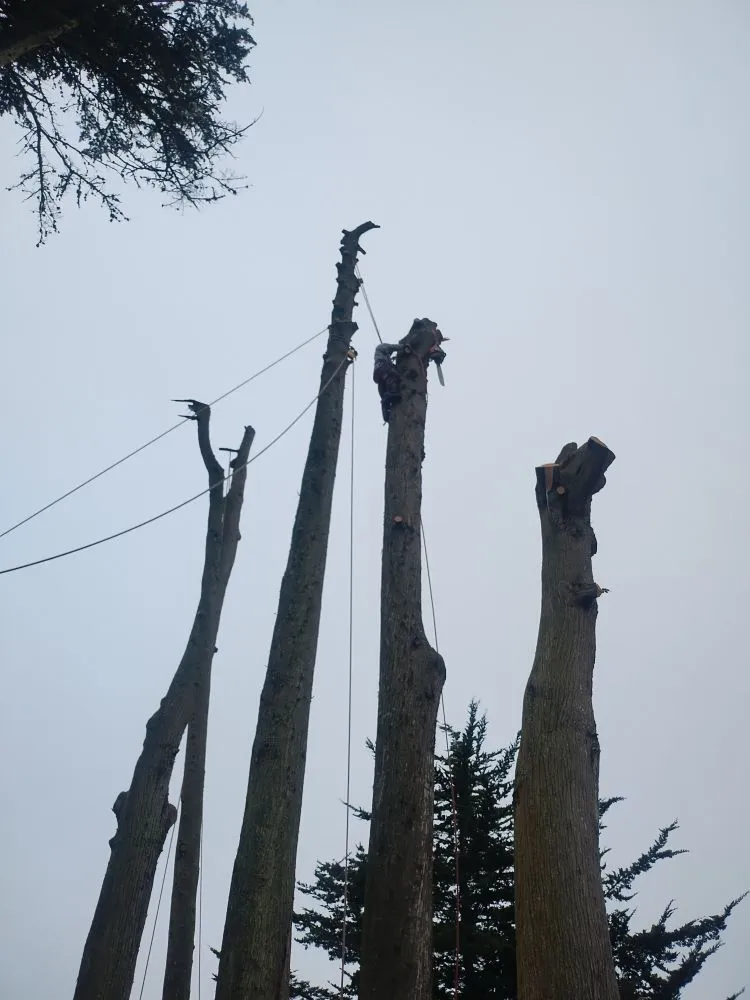 Custom outdoor landscaping in San Francisco, CA - Mendoza's Landscaping Services