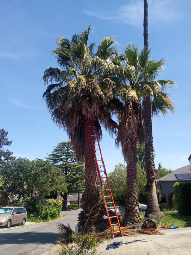Reliable landscape design for beautiful yards in San Francisco, CA by Mendoza's Landscaping Services
