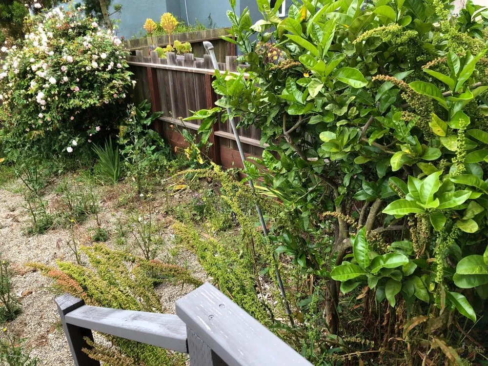 Custom yard cleanup service for beautiful yards across San Francisco, CA - Mendoza's Landscaping Services