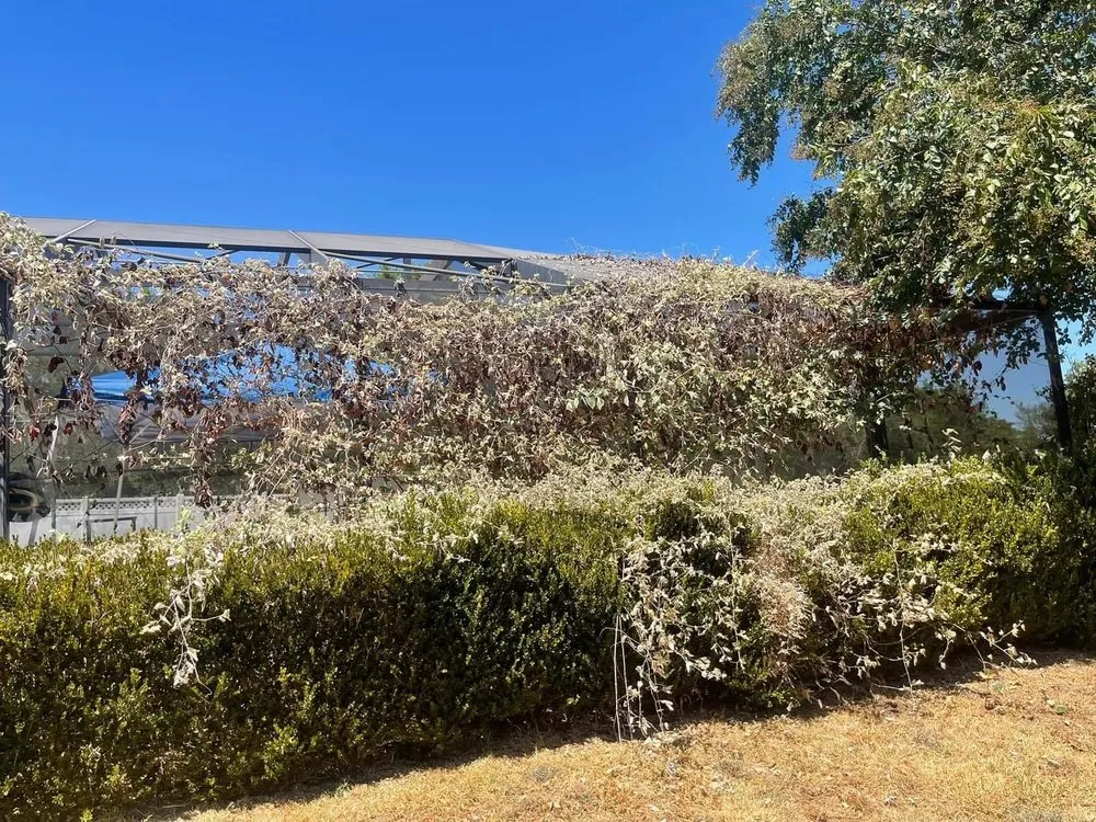 Affordable outdoor landscaping in Teague, TX by Mendoza’s Lawn Maintenance