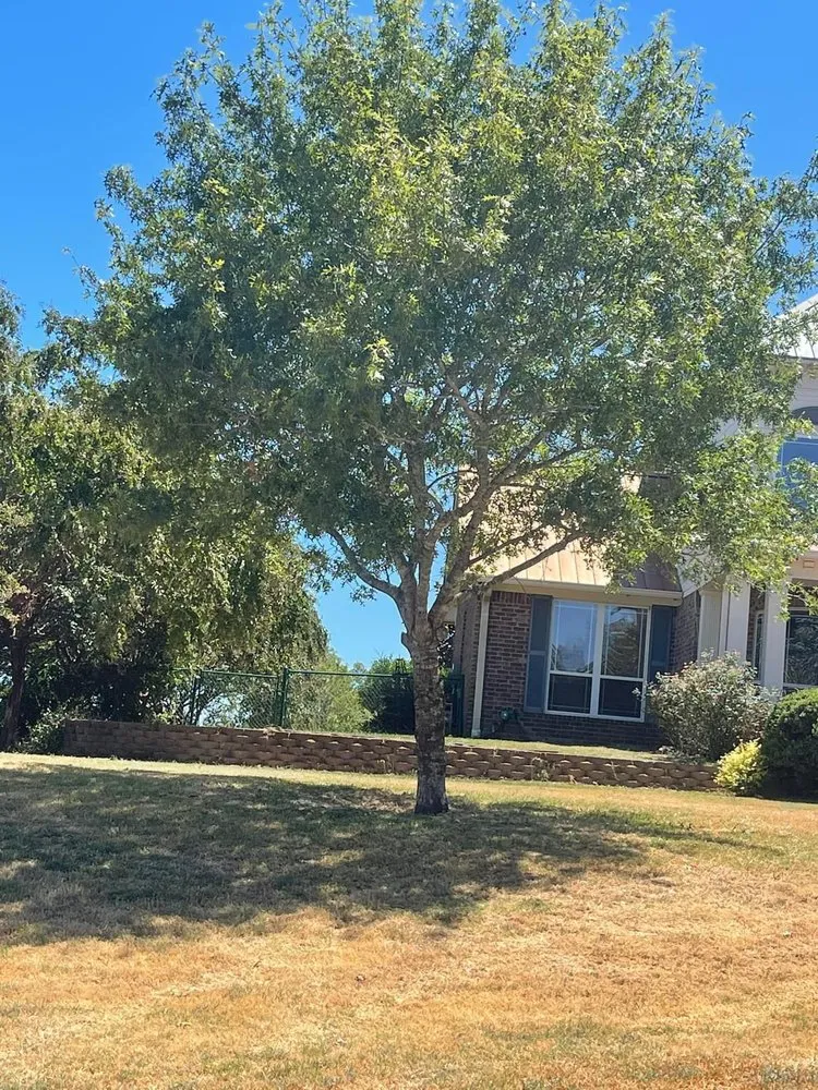 Top-rated lawn care service experts serving Teague, TX - Mendoza’s Lawn Maintenance