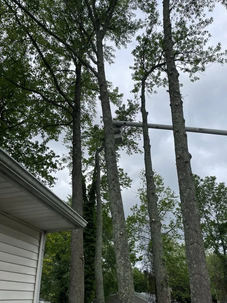 Local landscape installation in Cape May, NJ by Menear's Landscaping & Tree Service