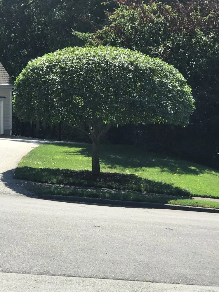 Affordable landscape design for outdoor upgrades in Waltham, MA by Menjivar Lanscaping