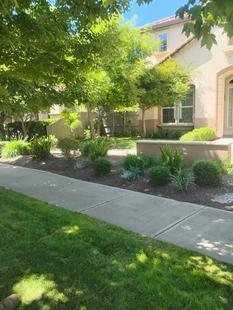 Professional landscape design in Modesto, CA by Menos Lawn Yard