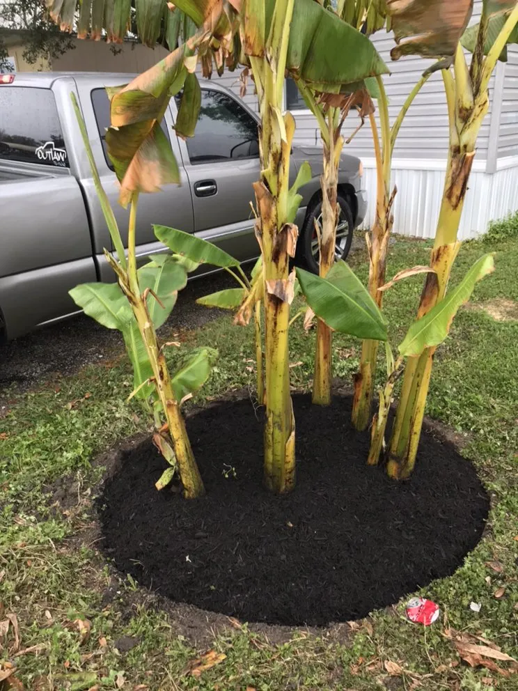 Affordable garden landscaping in Dickinson, TX - Menoz Tree Service & Landscaping