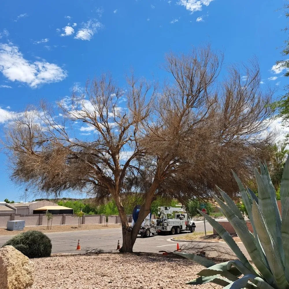 Top-rated landscape design in Fountain Hills, AZ by Meraki Landscapes