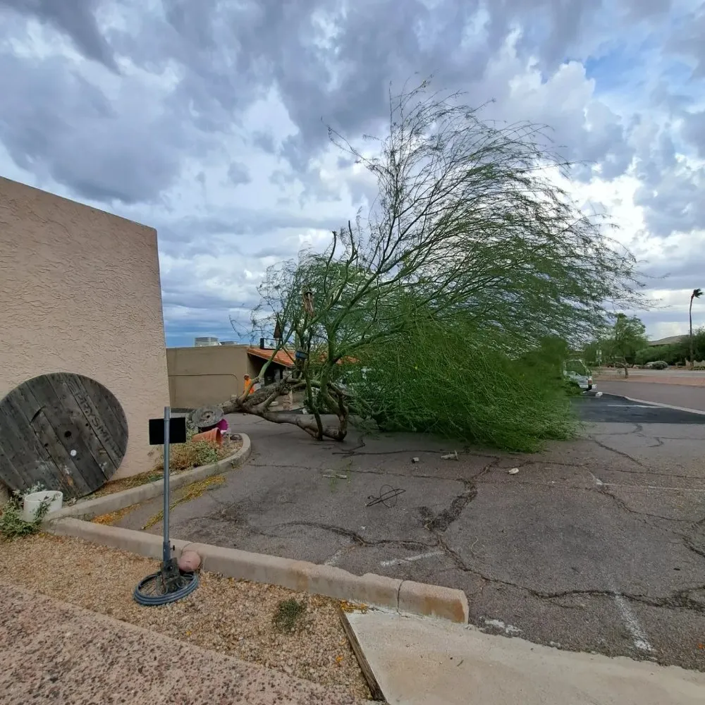 Affordable outdoor landscaping experts serving Fountain Hills, AZ - Meraki Landscapes