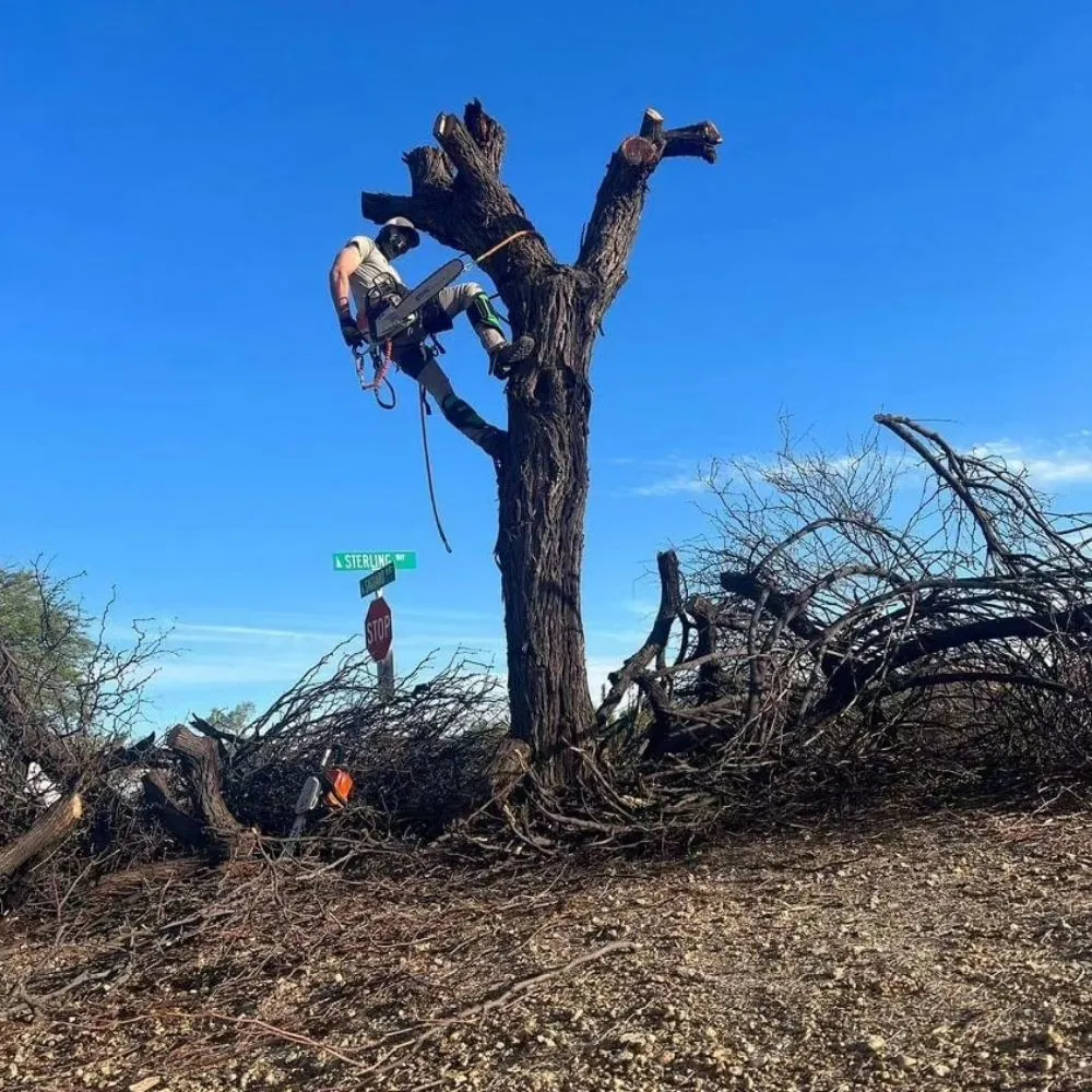 Top-rated garden landscaping in Fountain Hills, AZ by Meraki Landscapes