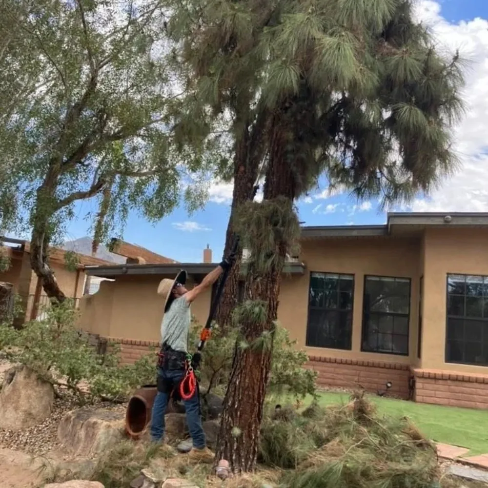 Local lawn mowing service for year-round maintenance in Fountain Hills, AZ by Meraki Landscapes