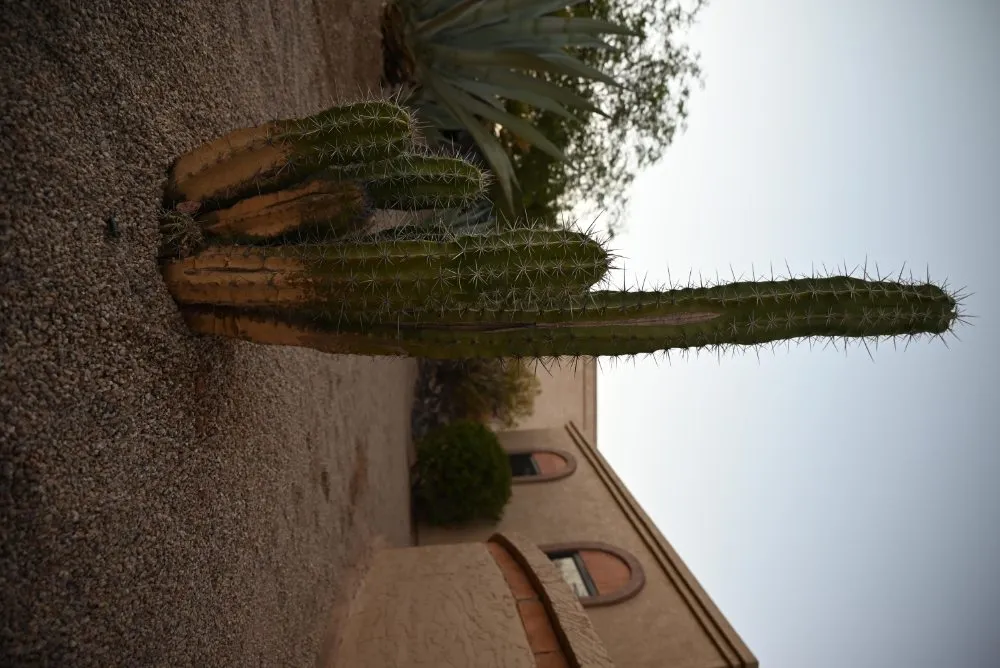 Professional yard cleanup service experts serving Fountain Hills, AZ - Meraki Landscapes