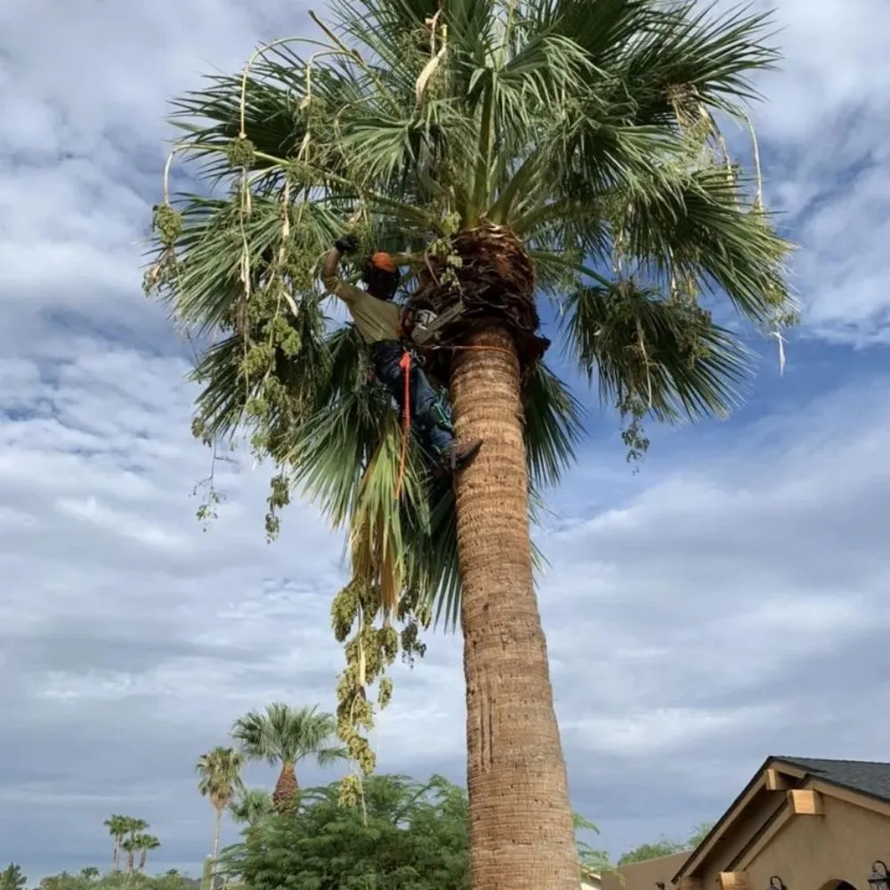 Top-rated yard maintenance in Fountain Hills, AZ by Meraki Landscapes