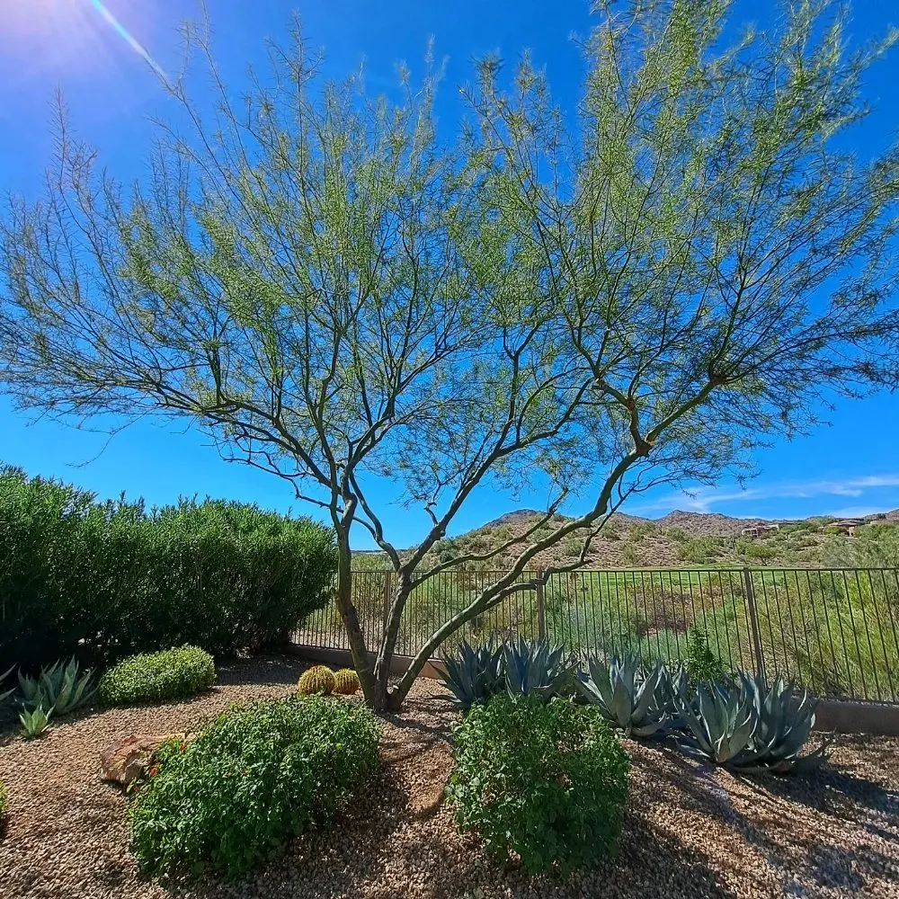 Trusted outdoor landscaping in Fountain Hills, AZ - Meraki Landscapes