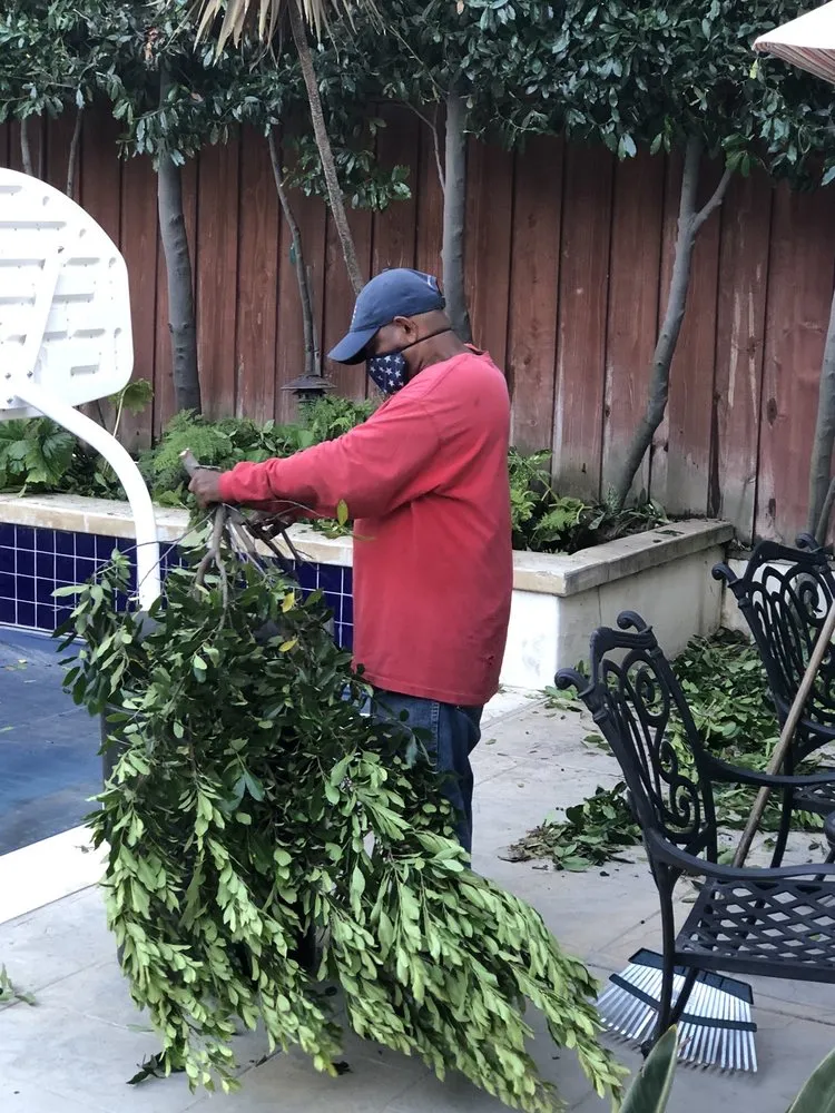 Expert yard cleanup service in West Hollywood, CA by Mercado Landscaping