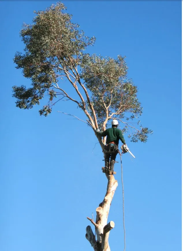 Affordable residential landscaping in Tomball, TX by Mercado's Landscape & Tree Service