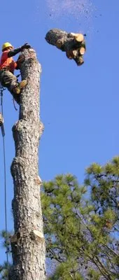 Mercado's Landscape & Tree Service Logo