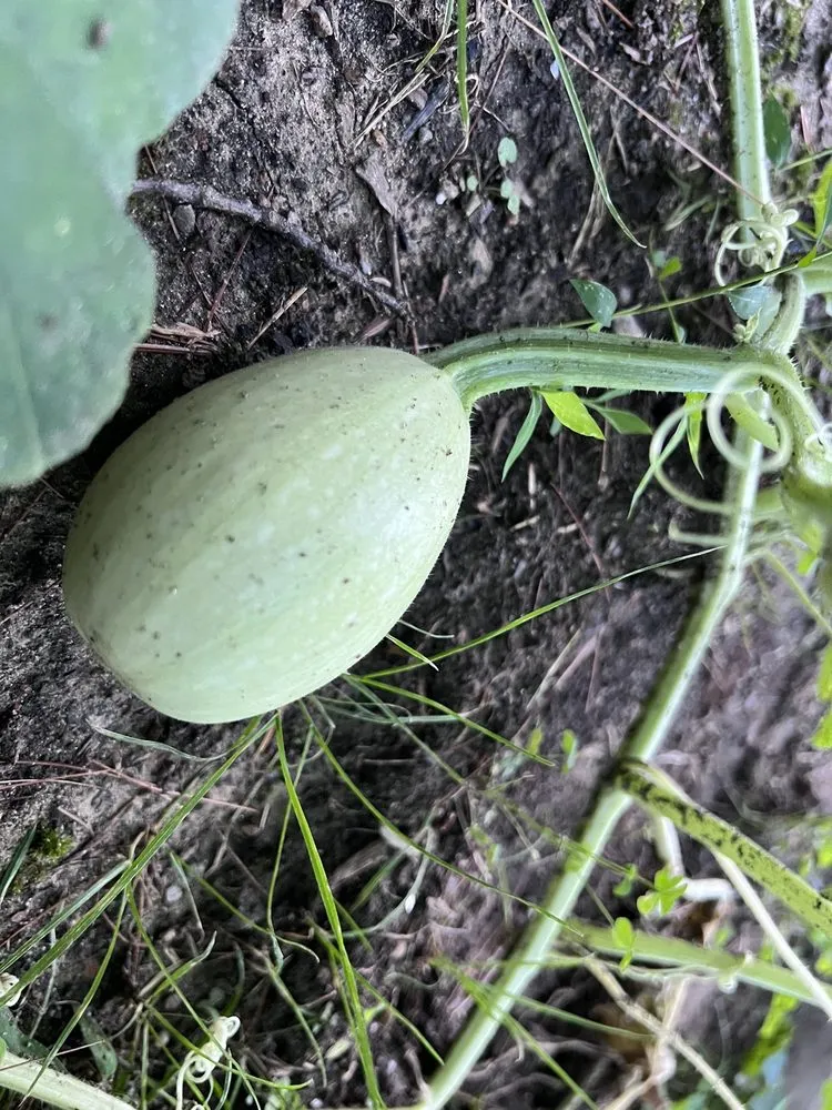 Custom landscape design experts serving Damascus, MD - Merchant Landscaping