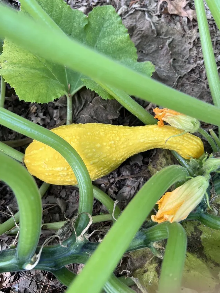 Top-rated landscaping services for year-round maintenance in Damascus, MD by Merchant Landscaping