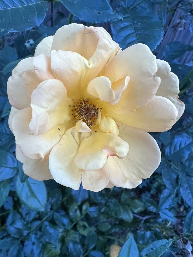 Top-rated yard maintenance for residential properties across Damascus, MD - Merchant Landscaping