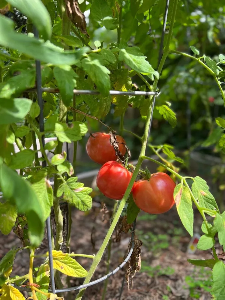 Top-rated landscape installation in Damascus, MD by Merchant Landscaping