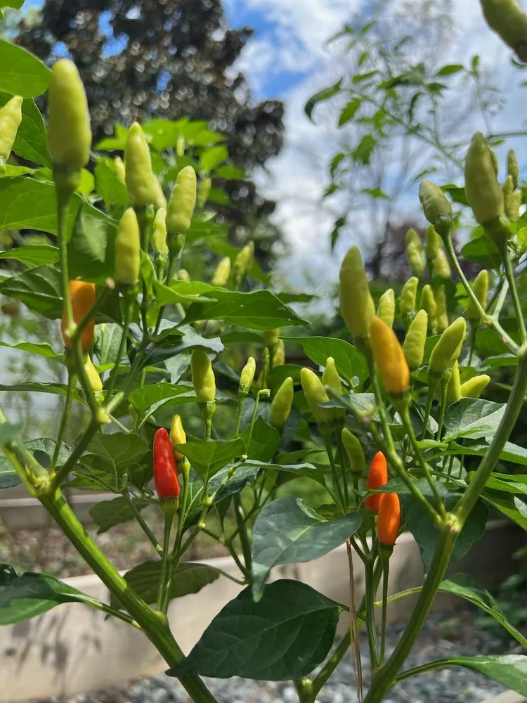 Top-rated garden landscaping near you across Damascus, MD - Merchant Landscaping