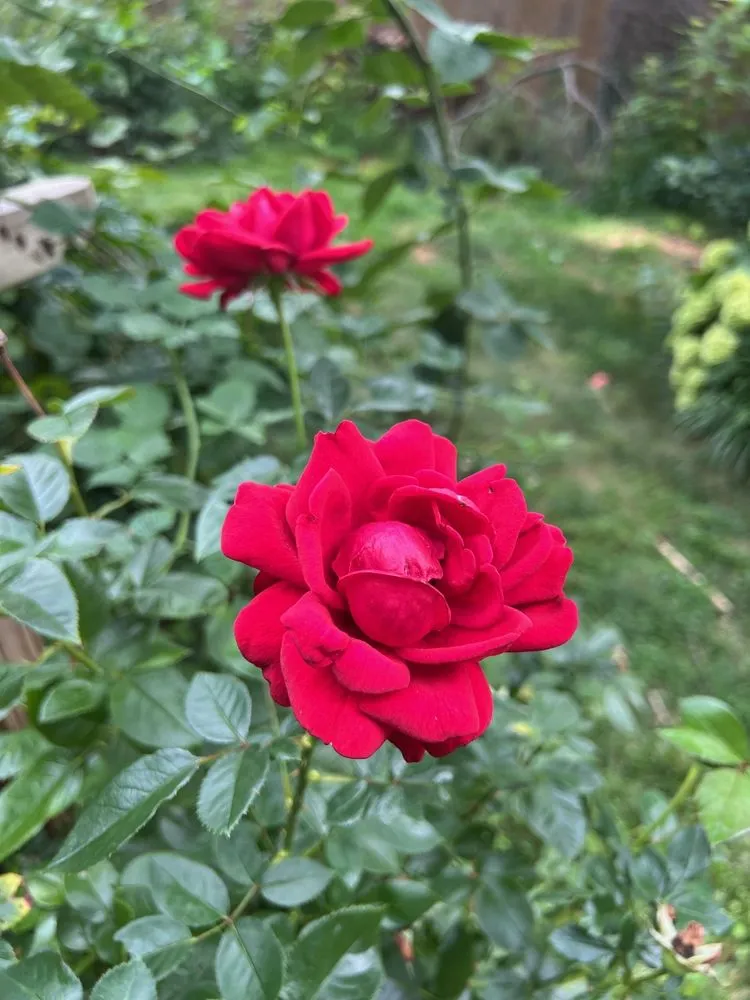 Reliable yard cleanup service in Damascus, MD - Merchant Landscaping