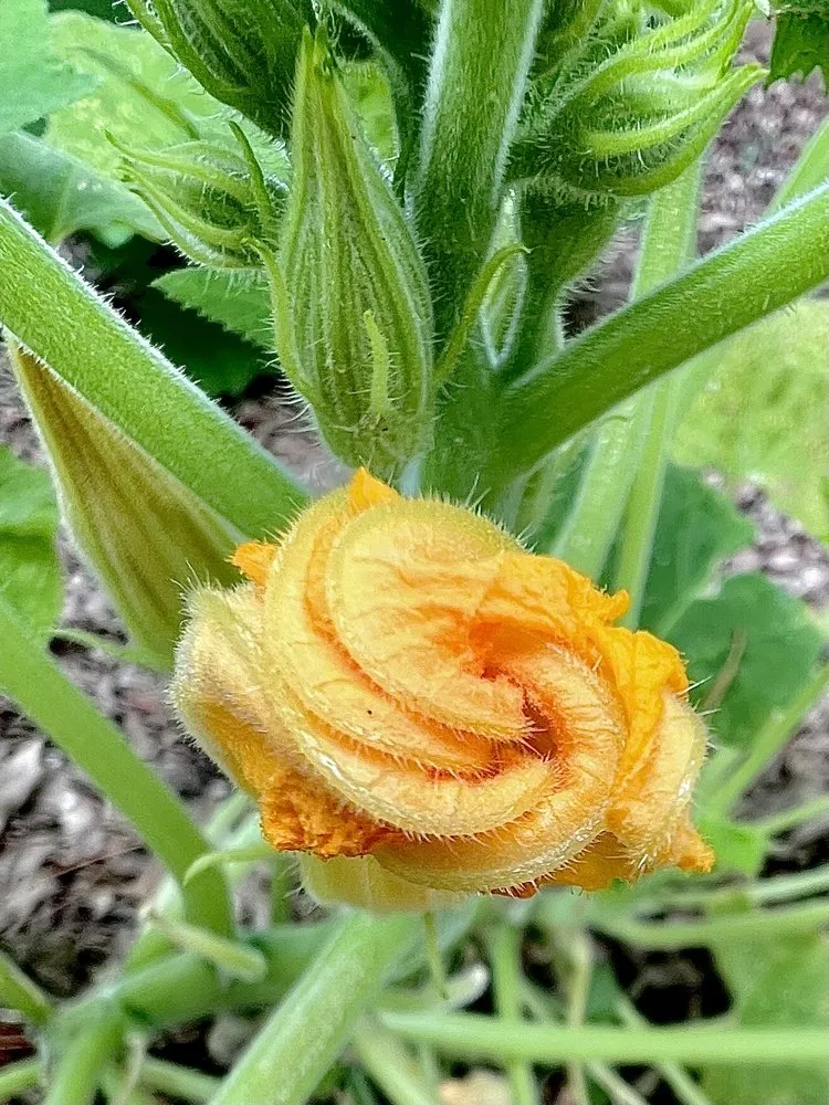 Reliable landscaping services for outdoor upgrades in Damascus, MD by Merchant Landscaping