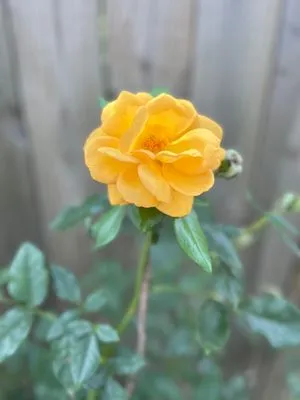 Merchant Landscaping Logo