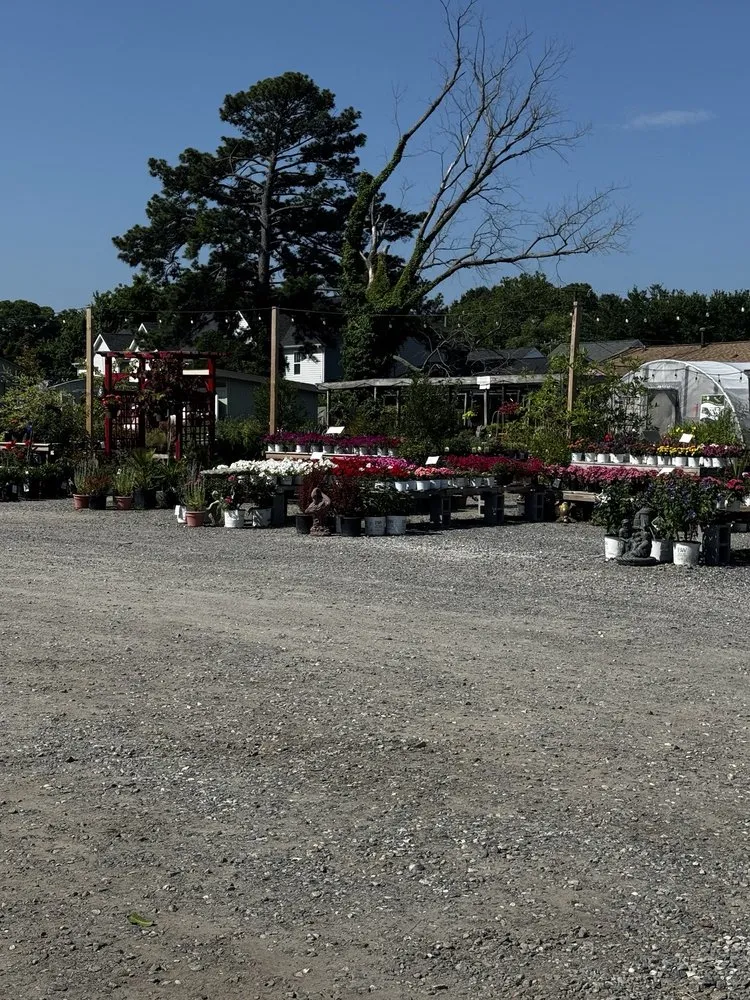 Trusted yard cleanup service in Hampton, VA - Mercury Mulch