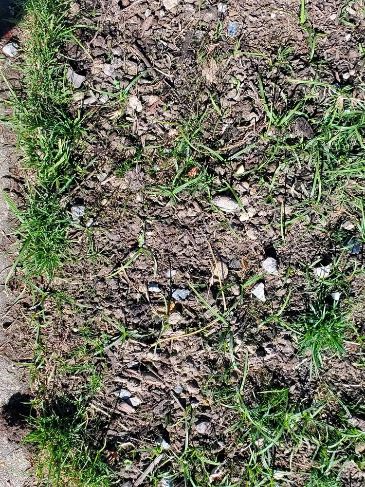 Top-rated yard maintenance in Hampton, VA by Mercury Mulch