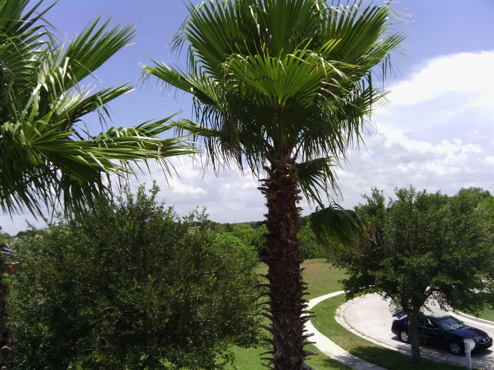 Expert lawn care service in Ellenton, FL by Mercy Landscaping