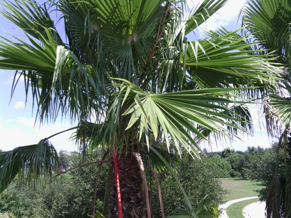 Custom landscape installation in Ellenton, FL by Mercy Landscaping