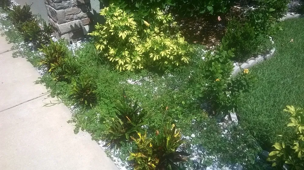 Top-rated yard cleanup service experts serving Ellenton, FL - Mercy Landscaping