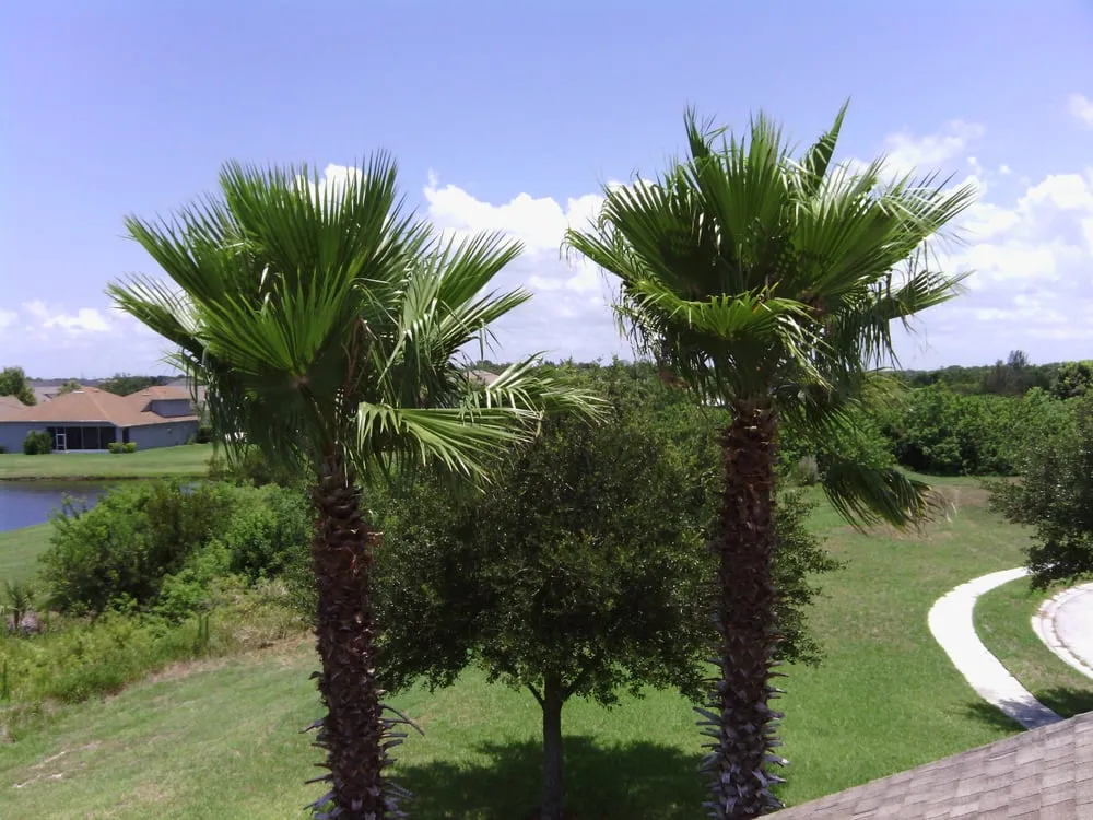 Expert lawn mowing service in Ellenton, FL - Mercy Landscaping