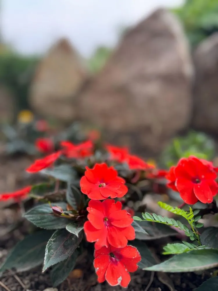 Affordable residential landscaping in Meridian, ID by Meridian Curbing & Landscape