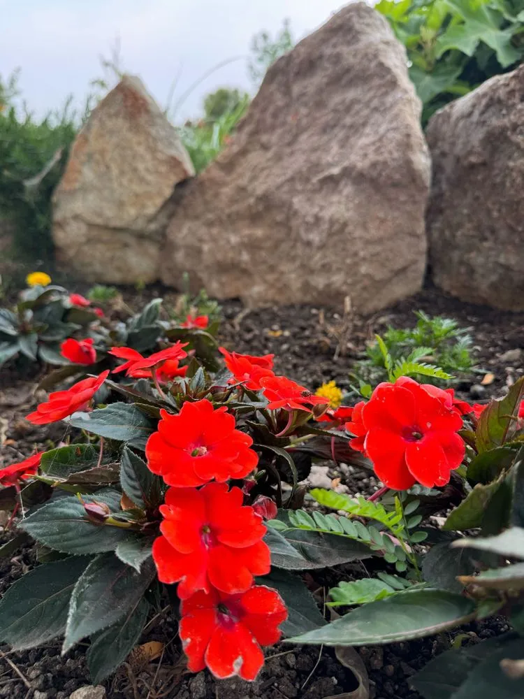 Professional yard cleanup service in Meridian, ID - Meridian Curbing & Landscape