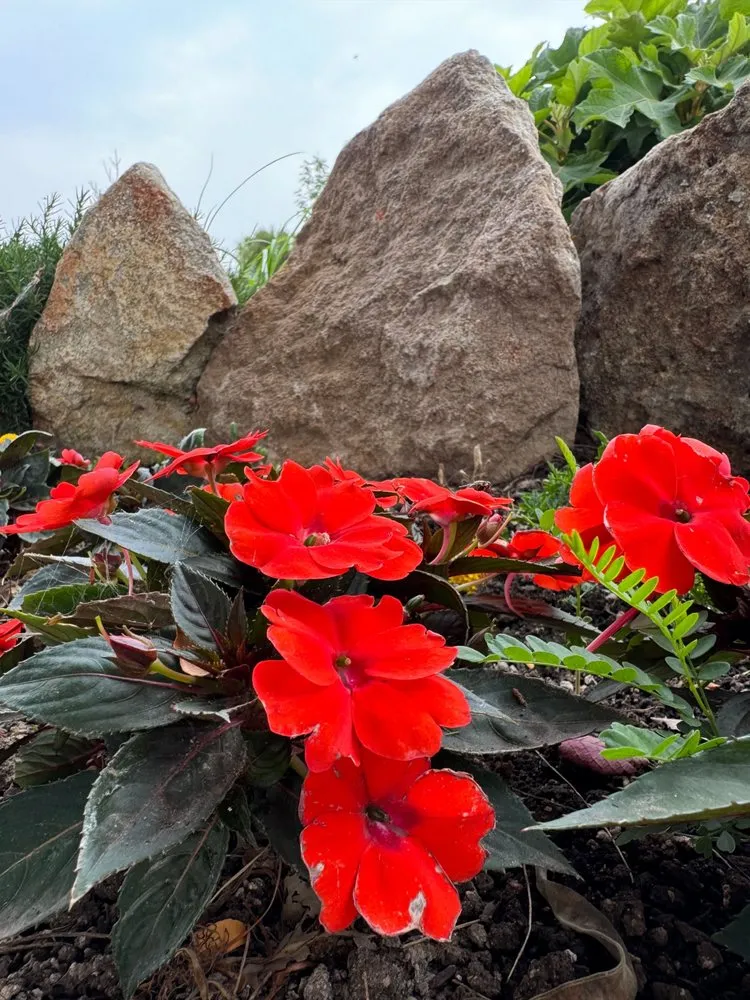 Professional lawn mowing service for year-round maintenance in Meridian, ID by Meridian Curbing & Landscape