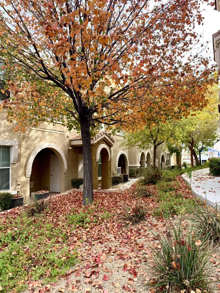 Top-rated lawn care service in Las Vegas, NV by Meridian Landscape