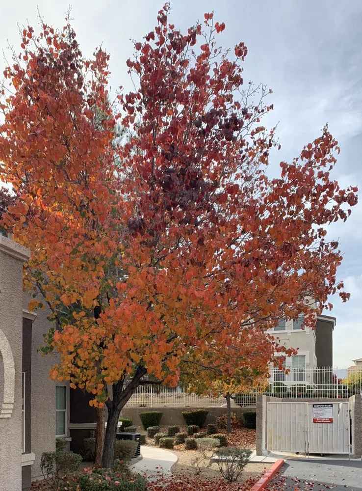 Affordable landscape installation experts serving Las Vegas, NV - Meridian Landscape