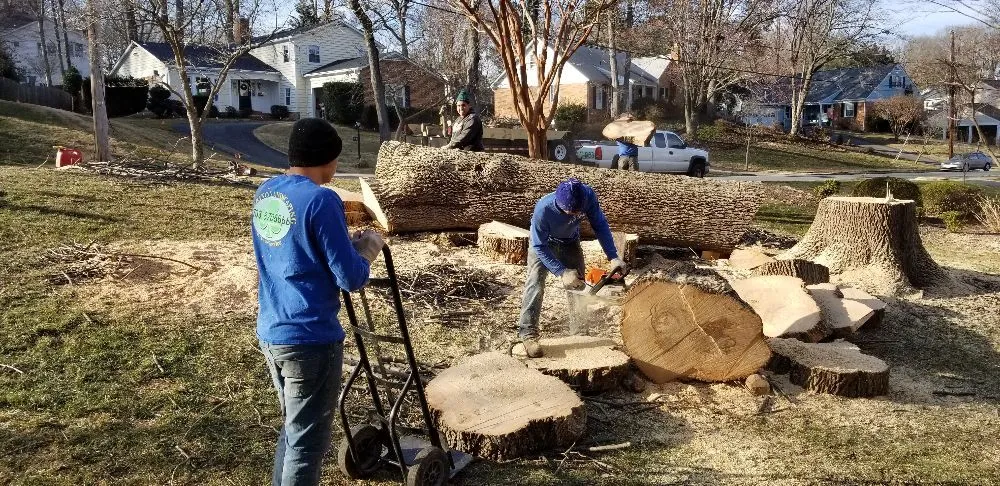 Professional outdoor landscaping in Alexandria, VA - MERINO LANDSCAPING & TREE SERVICE