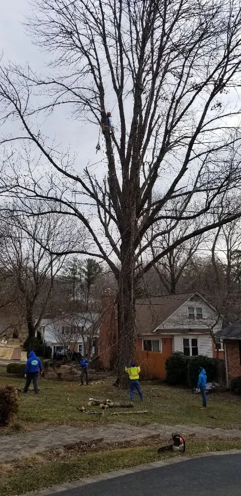 Top-rated landscape design experts serving Alexandria, VA - MERINO LANDSCAPING & TREE SERVICE