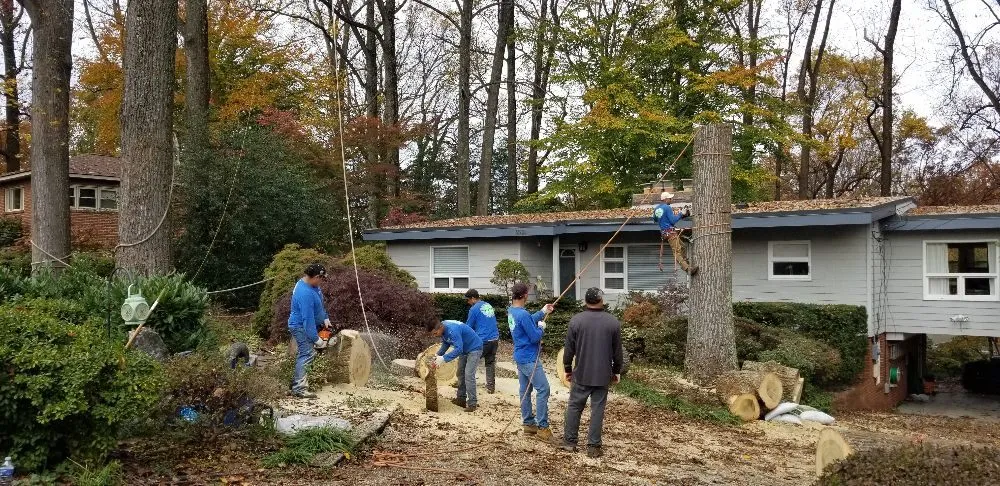 Professional yard cleanup service in Alexandria, VA - MERINO LANDSCAPING & TREE SERVICE