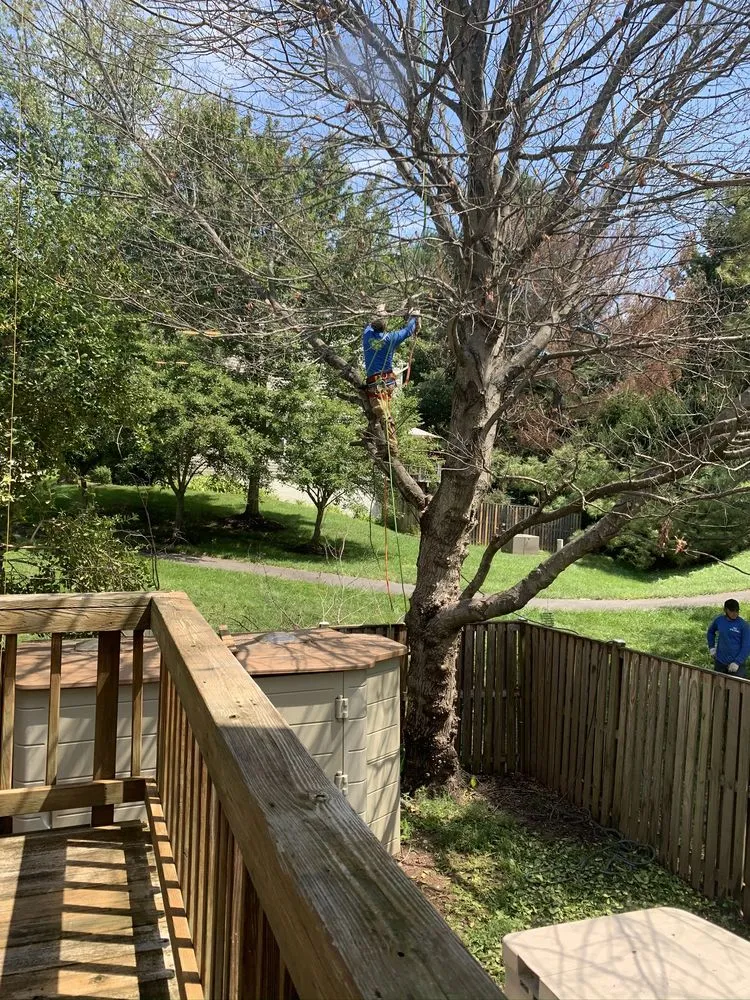 Trusted outdoor landscaping for beautiful yards in Alexandria, VA by MERINO LANDSCAPING & TREE SERVICE