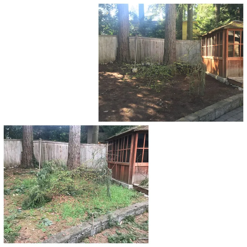 Professional lawn care service in Bellevue, WA by Merino’s Landscaping