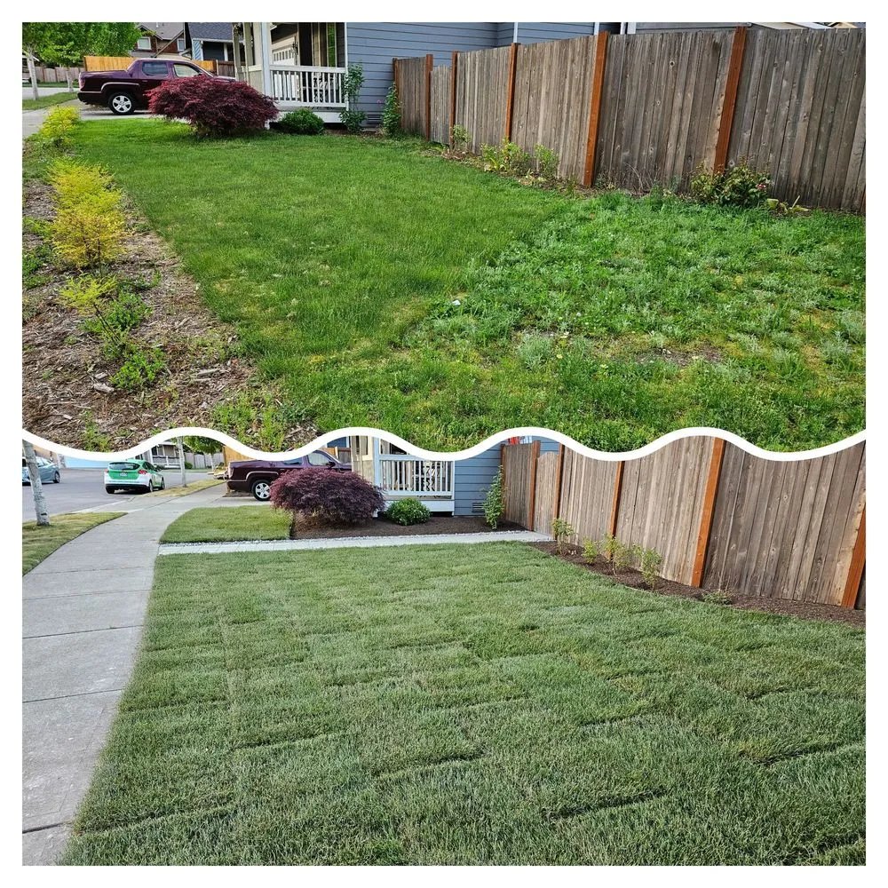 Reliable lawn care service for beautiful yards in Bellevue, WA by Merino’s Landscaping