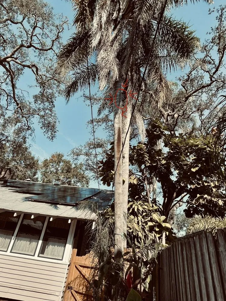 Local landscape installation for year-round maintenance across Tampa, FL - Merion Landscape Services