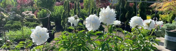 Expert landscape installation near you in Westland, MI by Merlino's Bushel Center Nursery & Landscaping