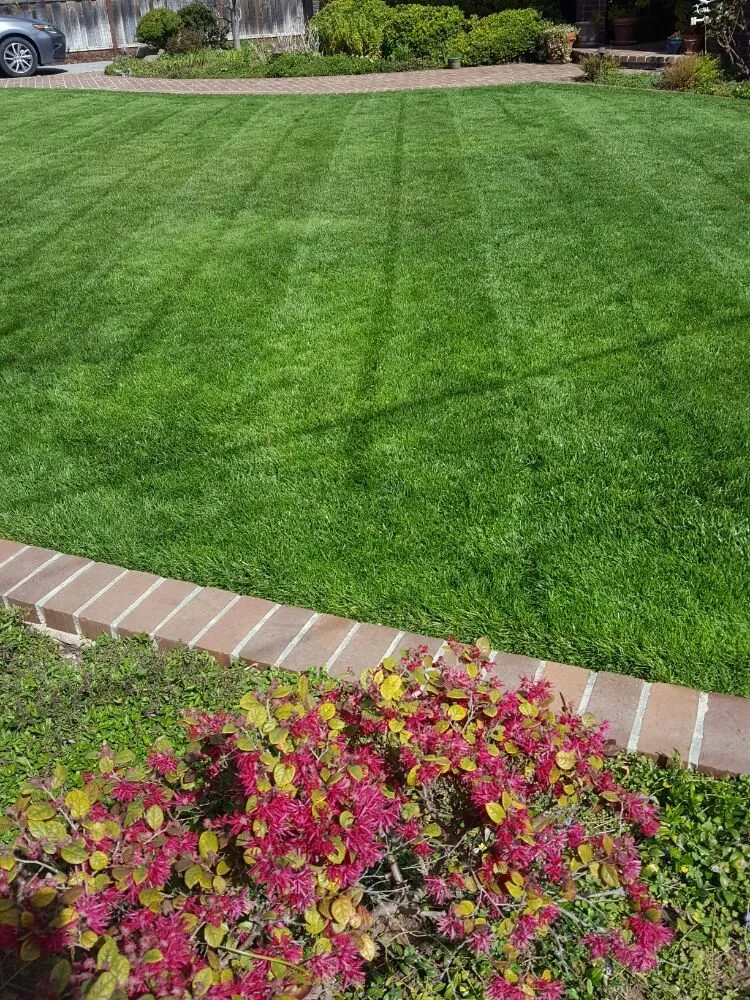 Top-rated yard cleanup service in Palo Alto, CA by Merlos Landscaping